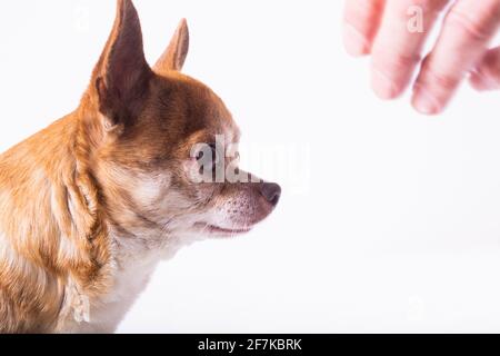 Profil von kleinem braunen chihuahua mit männlicher Hand auf weiß Hintergrund Stockfoto