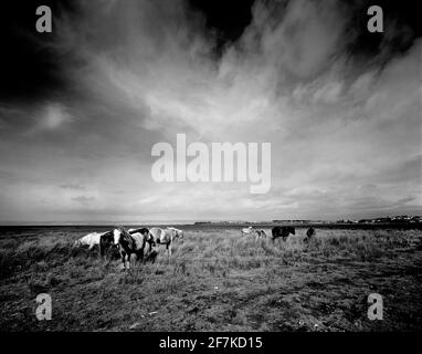 Wildpferde Schwarz-Weiß-Bild bei Crofty, Gower Peninsula, Wales, Großbritannien Stockfoto