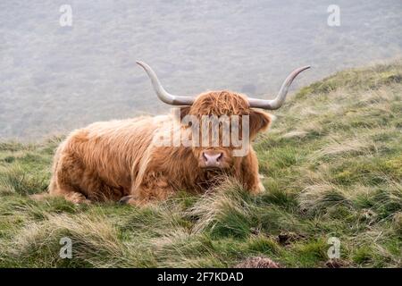 Eine im Gras sitzende Hochlandkuh Stockfoto