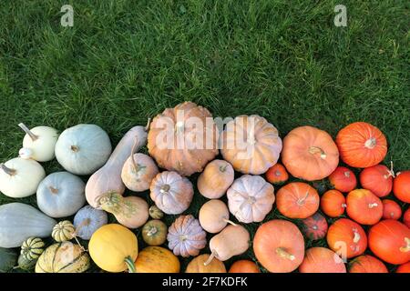 Kürbisse und Kürbisse Herbstkollektion auf Gras. Bunte Kürbisse im Garten. Kürbisernte Hintergrund Stockfoto