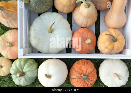 Sammlung von Kürbissen und Squashes. Verschiedene Sorten von Kürbissen in der Box. Stockfoto