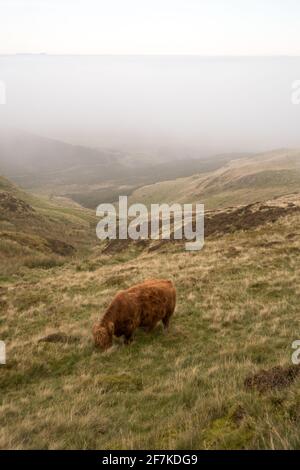 Eine Hochlandkuh, die auf einem Hügel im Nebel grast Stockfoto
