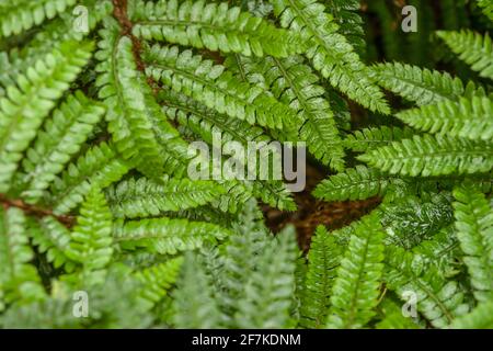 Schöne Farne Blätter. Grünes Laub natürlichen Hintergrund Farn. Stockfoto