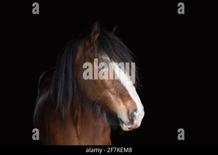 Clydesdale Horse auf schwarzem Hintergrund Stockfoto