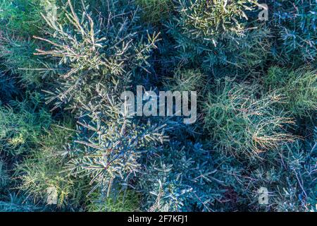 Sitka Fichte Tree Forest, Portmagee, County Kerry, Irland Stockfoto