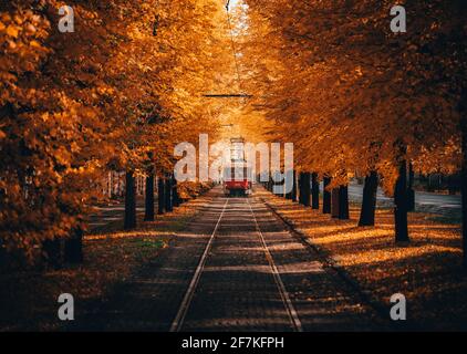 Rote Oldtimer-Straßenbahn, die während der Fahrt durch den Korridor von Orangenbäumen fährt Herbst Stockfoto