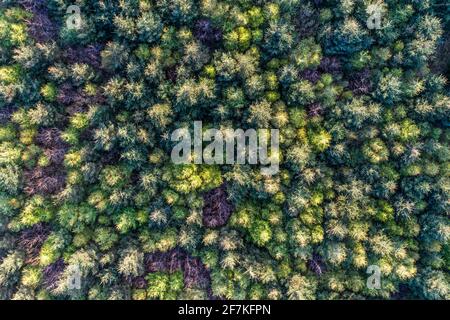 Sitka Fichte Tree Forest, Portmagee, County Kerry, Irland Stockfoto