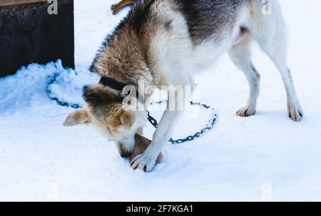 Alaskan Husky Schlittenhund kaut auf einem Stück gefrorenen Fisch. Stockfoto