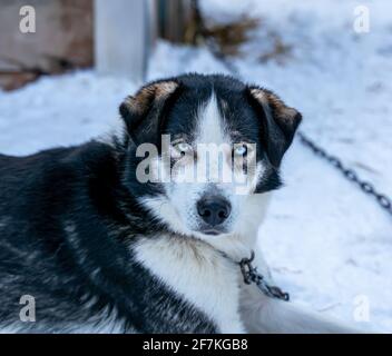 Nahaufnahme eines Husky-Schlittenhundes aus Alaska mit leuchtend blauen Augen. Stockfoto