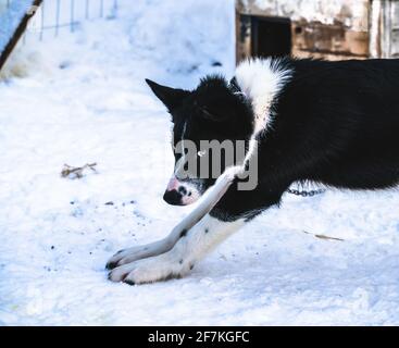 Schwarz-weiß Alaskan Husky Schlittenhund entspannen in der Zwinger. Stockfoto