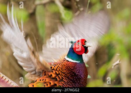 Fasanenmännchen Phasianus colchicus rot wattle grün blau Glanz auf Kopf und Hals weiß Kragen Kupfer orange braun Gefieder lange Schwanz hier flatternde Flügel Stockfoto