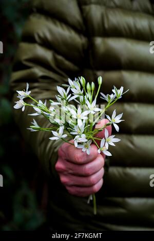 Die Hand eines Mannes, der einen Strauß frischer weißer Blumen (weiße Holzanemone) hält, um sie seinem Geliebten zu geben. Verschwommener Waldhintergrund. Stockfoto