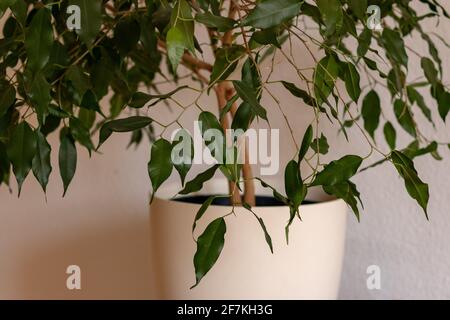 Zimmerpflanze (Ficus benjamina) in einem weißen Topf gegen die Wand im Heimbüro. Stockfoto