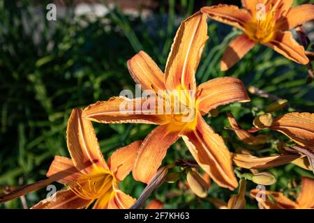 Orangenblühende Lilien (Lilium bulbiferum) im Garten bei Tag, Nahaufnahme und selektiver Fokus Stockfoto