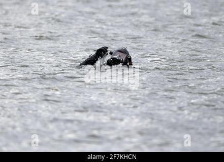 08. April 2021, Brandenburg, Flieth-Stegelitz/GT Suckow: Ein Taucher der Brandenburger Polizei schwimmt nach dem ersten Tauchgang im Oberuckersee zurück zum Schlauchboot. Fünf Leichen sollen vor 20 Jahren im nordöstlichen See Berlins abgeladen worden sein. Der mutmaßliche Mörder ist seitdem gestorben. Seit Sommer 2020 suchen Polizeitaucher nach den Toten. Foto: Soeren Sache/dpa-Zentralbild/dpa Stockfoto