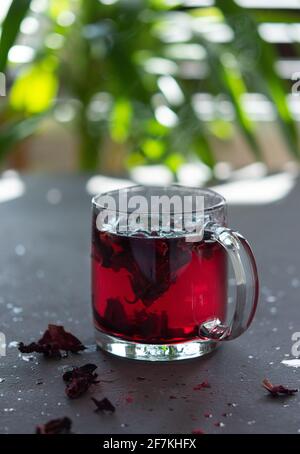 Heißer Hibiskustee in einem Glas Becher auf dem Hintergrund Von einem Fenster mit grünen Pflanzen Stockfoto