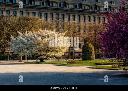 Paris, Frankreich - 4. April 2021: Schöner blühender weißer Kirschblütenbaum im Jardin des plantes in Paris am sonnigen Frühlingstag Stockfoto