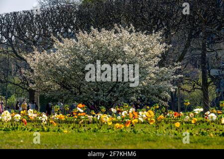 Paris, Frankreich - 31. März 2021: Schöner blühender weißer Kirschblütenbaum im Jardin des plantes in Paris am sonnigen Frühlingstag Stockfoto