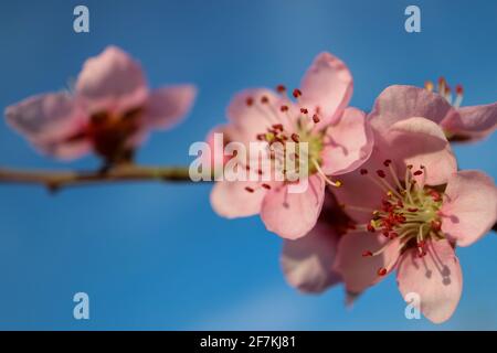 Rosa Pfirsichblüte mit zarten Blütenblättern und Staubblättern, Pfirsichblütenzweig, Pfirsichblüte mit blauem Himmel Hintergrund, rosa Pfirsichblütenmakro Stockfoto