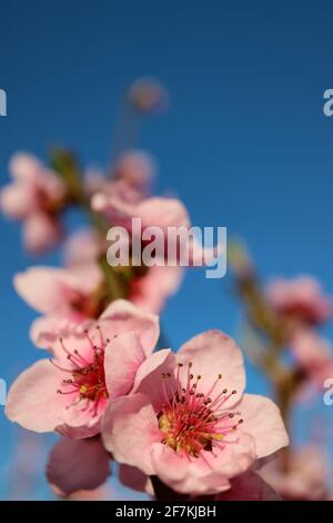 Rosa Pfirsichblüte mit zarten Blütenblättern und Staubblättern, Pfirsichblütenzweig, Pfirsichblüte mit blauem Himmel Hintergrund, rosa Pfirsichblütenmakro Stockfoto