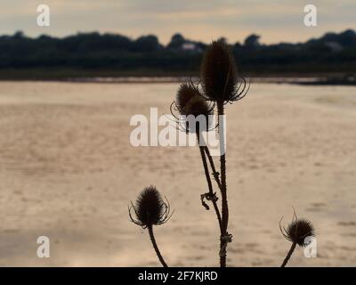 Ruhiges, einfaches Bild einer Teelpflanze mit ihren komplizierten Samenköpfen, die unter einem rosigen Himmel vor einem See geschildet wurde. Stockfoto