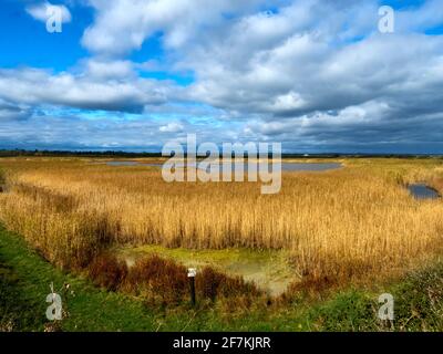 Goldenes Schilf und Schilf, durchsetzt mit stählerfarbigem Wasser, füllen eine sumpfige Tieflandschale unter einem dramatischen und trüben Himmel. Stockfoto