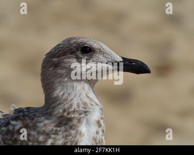 Nahaufnahme eines Tierportraits einer jungen Heringmöwe vor einem defokussierten Hintergrund aus goldenem Sand. Stockfoto