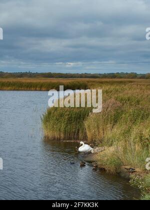 Eine Sammlung von Stockenten und einem Schwan, der sich zwischen dem Schilf und den Flüsschen eines Baches schützt, wobei der Wind das Wasser unter einem wolkenbedeckten Himmel umweht. Stockfoto