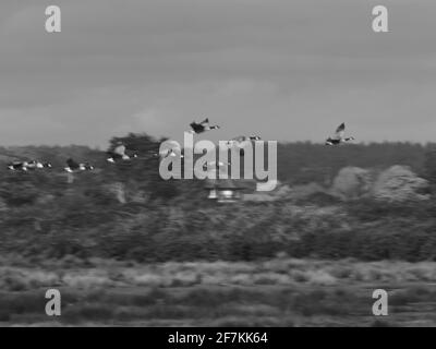 Eine Herde Kanadagänse auf der Flucht, die an Land kommen. Vor einem bewegungsunscharfen Hintergrund aus Bäumen und Sträuchern, was ein Gefühl dynamischer Bewegung gibt. Stockfoto