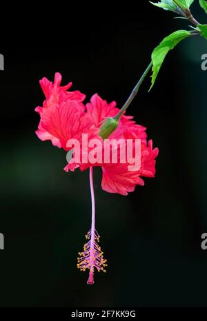 Chinarose (Hibiscus rosa-sinensis) blüht in einem Costa Rica Garten Stockfoto