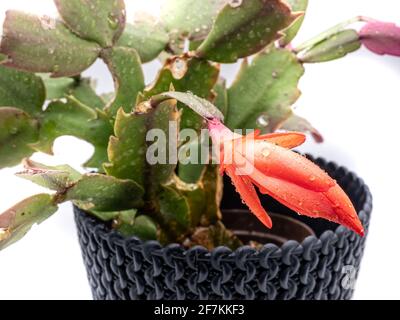 Blühender Kaktus isoliert auf weißem Hintergrund Stockfoto