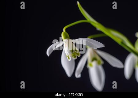Frühling Schneeglöckchen auf schwarzem Hintergrund. Schöne erste Frühlingsblume, Nahaufnahme. Stockfoto