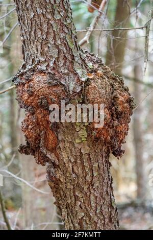 Ein gewöhnlicher Baumkrüll, der in einem Door County Forest gefunden wurde. Stockfoto