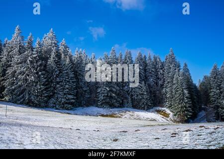 Deutschland, Paradies wie weiße Schnee Winterlandschaft und bedeckte Baumkronen von Tannenbäumen im schwarzen Wald Stockfoto