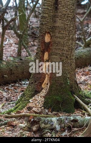 Ein typisches Beispiel für die Arbeit eines Pileated Woodpecker. Aus einem borealen Wald im Zentrum von Door County Wisconsin. Stockfoto