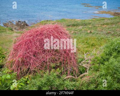 Der parasitäre Bindweed Dodder (Cuscuta epithymum) wächst auf Gemeinen Ginster (Ulex europaeus) in der North Devon Coast National Landscape, England. Stockfoto