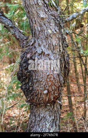 Ein gewöhnlicher Baumkrüll, der in einem Door County Forest gefunden wurde. Stockfoto