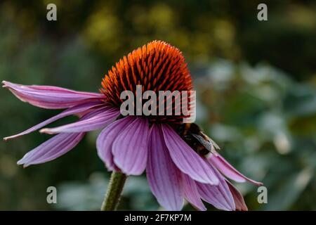 Violette Koneflower mit Hummel (Echinacea) Stockfoto