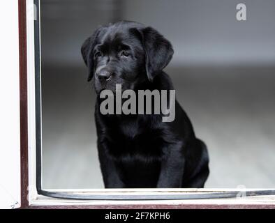 Acht Wochen Alter Schwarzer Labrador-Welpe Stockfoto