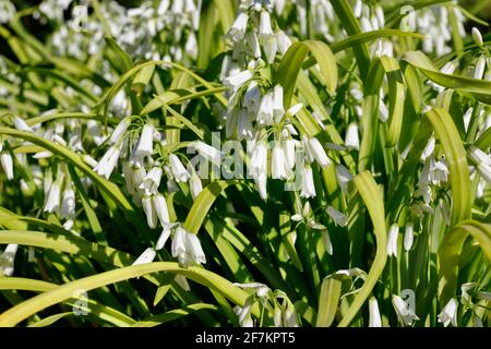 Schöne weiße Blüten von drei in die Enge gedrängten Lauch -allium triquetrum or Zwiebelkraut -an einem hellen sonnigen Tag Stockfoto