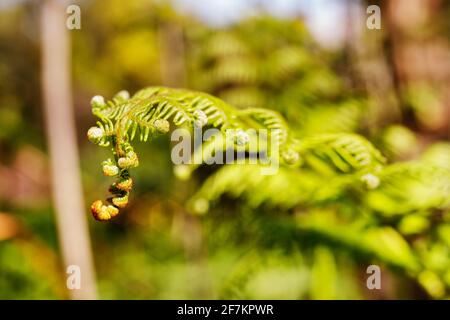 Schöne grüne Rübe von Bracken - pteridium aquilinum - auch bekannt als Adlerfarn , Stockfoto