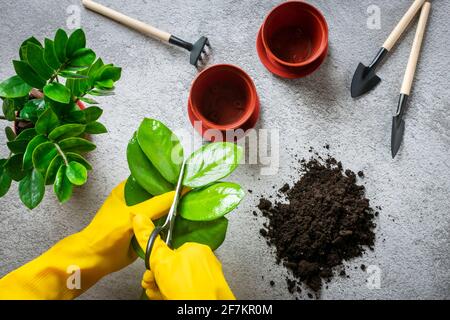 Hände der Frau in gelben Handschuhen bereitet die Pflanze auf den Betontisch vor Methode der Vermehrung durch Blätter der Zimmerpflanze Zamioculcas Frühjahrserneuerung, Stockfoto