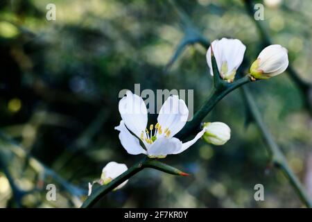 Weiße Blume des dreiblättrigen Orangenbaums - Citrus trifoliata - ,schöner Zweig mit Dornen Stockfoto