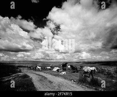 Wildpferde Schwarz-Weiß-Bild Cefn Bryn, Gower Peninsula, Wales, Großbritannien mit dramatischen Wolken Stockfoto