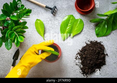 Hände der Frau in gelben Handschuhen bereitet die Pflanze auf den Betontisch vor Methode der Vermehrung durch Blätter der Zimmerpflanze Zamioculcas Frühjahrserneuerung, Stockfoto