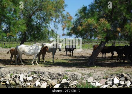 Weiße Pferde und schwarze Stiere der Camargue, Frankreich Stockfoto