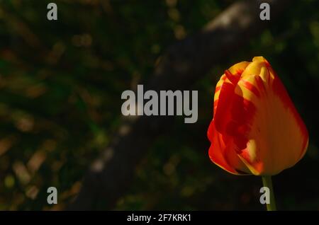 Die hübscheste und lebhafteste farbenfrohe Tulpe im Garten, diese Nahaufnahme eines elegant gefärbten Rot & Gelb mit formschönen Blütenblättern, das Wunder der Natur. Stockfoto