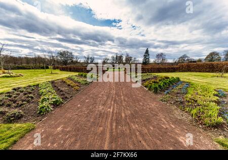 Ein langer Allee-Fußweg mit formellen Blumenbeeten, von Amisfield gemauerter Garten, East Lothian, Schottland, Großbritannien Stockfoto
