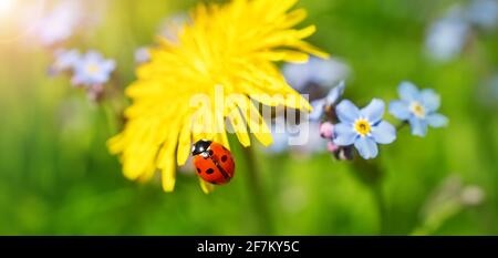 Im Sommer blüht der Dandelion mit Marienkäfer darauf. Stockfoto