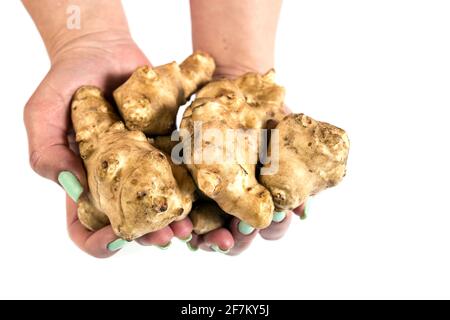 Knollen von Jerusalemer Artischocken in weiblichen Händen aus der Nähe, isoliert auf einem weißen. Stockfoto